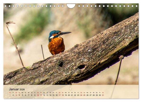Produktbild: Wildes Stadtleben in M&uuml;nchen (Wandkalender 2026 DIN A4 quer), CALVENDO Monatskalender