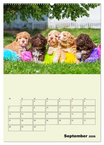 Produktbild: Lagotto Romagnolo - Der Tr&uuml;ffelhund Italiens - Planer (hochwertiger Premium Wandkalender 2026 DIN A2 hoch), Kunstdruck in Hochglanz