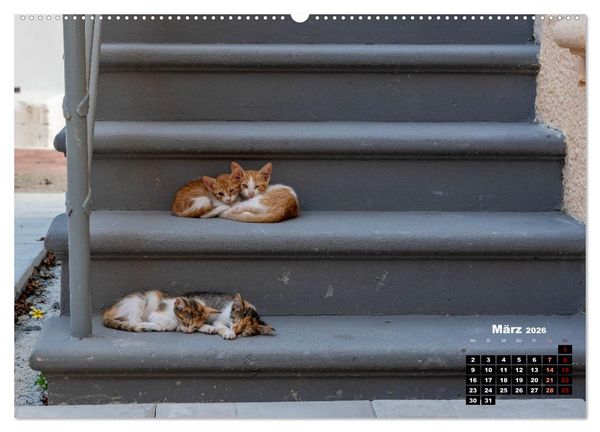 Produktbild: Katzen von Rhodos - Kleine G&ouml;tter auf vier Pfoten (hochwertiger Premium Wandkalender 2026 DIN A2 quer), Kunstdruck in Hochglanz