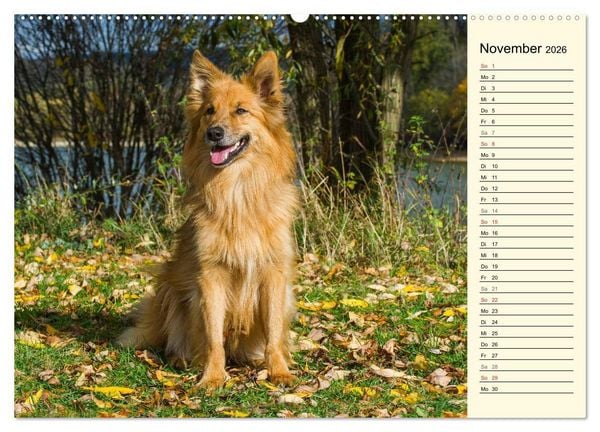 Produktbild: Altdeutsche H&uuml;tehunde - Fast vergessen (hochwertiger Premium Wandkalender 2026 DIN A2 quer), Kunstdruck in Hochglanz