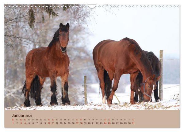 Produktbild: Bauernhoftiere - Von Klein bis Gro&szlig;, mit Fell und mit Federn. (Wandkalender 2026 DIN A3 quer), CALVENDO Monatskalender