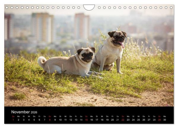 Produktbild: Vermopst durchs Jahr (Wandkalender 2026 DIN A4 quer), CALVENDO Monatskalender