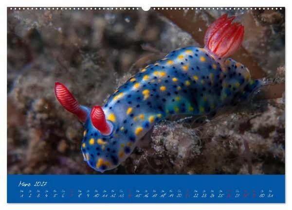 Produktbild: Meer sehen - Abenteuer Tauchen (Wandkalender 2027 DIN A2 quer), CALVENDO Monatskalender