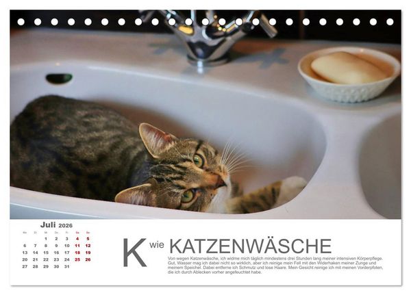 Produktbild: Katzen ABC (Tischkalender 2026 DIN A5 quer), CALVENDO Monatskalender
