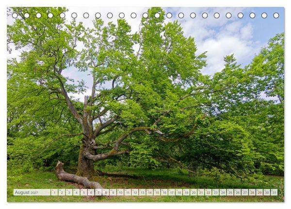 Produktbild: Hutewald Halloh - Baumriesen aus vergangenen Zeiten (Tischkalender 2027 DIN A5 quer), CALVENDO Monatskalender