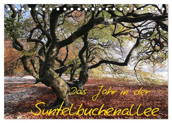 Produktbild: Das Jahr in der S&uuml;ntelbuchenallee (Tischkalender 2026 DIN A5 quer), CALVENDO Monatskalender