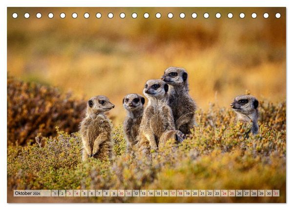 Produktbild: S&uuml;dafrika: Kapstadt, Garden Route und Cape Winelands (Tischkalender 2026 DIN A5 quer), CALVENDO Monatskalender
