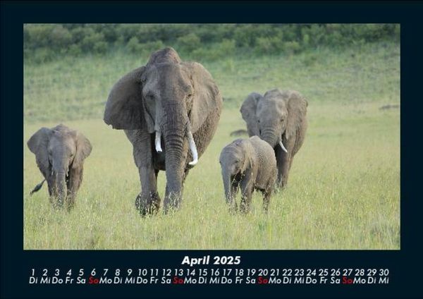 Produktbild: Der Elefantenkalender 2025 Fotokalender DIN A5