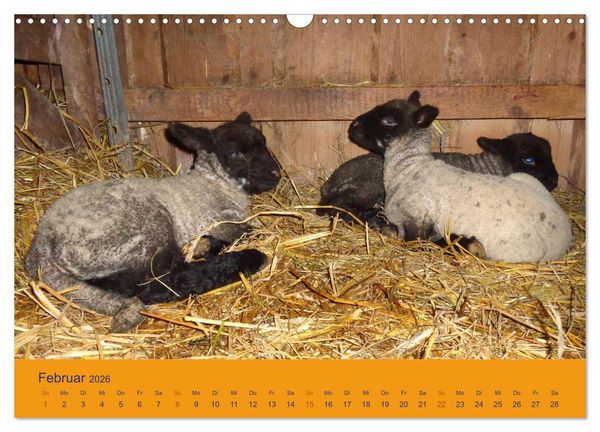Produktbild: Shropshire Schafe (Wandkalender 2026 DIN A3 quer), CALVENDO Monatskalender