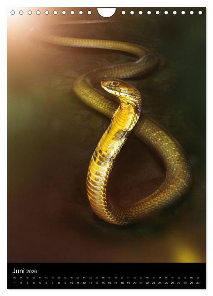 Produktbild: Auge in Auge mit coolen Typen - REPTILIEN (Wandkalender 2026 DIN A4 hoch), CALVENDO Monatskalender