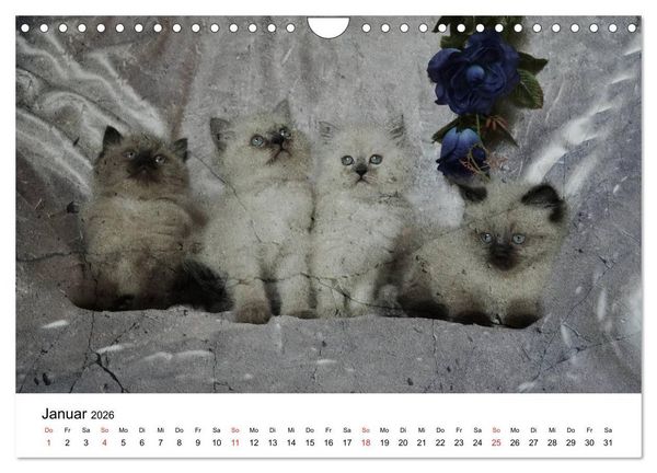 Produktbild: Oma's Katzenkalender 2026 (Wandkalender 2026 DIN A4 quer), CALVENDO Monatskalender