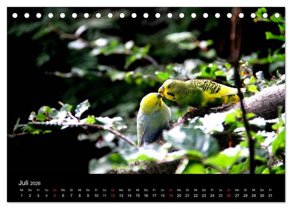 Produktbild: Wellensittiche - Naturkalender (Tischkalender 2026 DIN A5 quer), CALVENDO Monatskalender