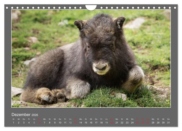 Produktbild: Tierbabys 2026 (Wandkalender 2026 DIN A4 quer), CALVENDO Monatskalender