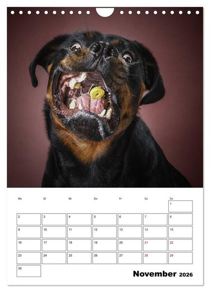 Produktbild: Fang das Leckerli (Wandkalender 2026 DIN A4 hoch), CALVENDO Monatskalender