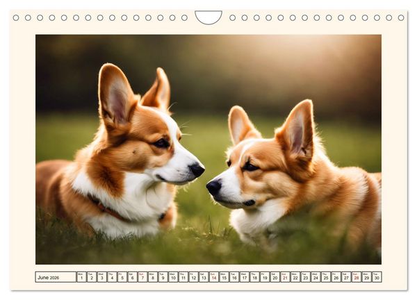 Produktbild: Welsh Corgi Pembroke (Wall Calendar 2026 DIN A4 landscape), CALVENDO 12 Month Wall Calendar