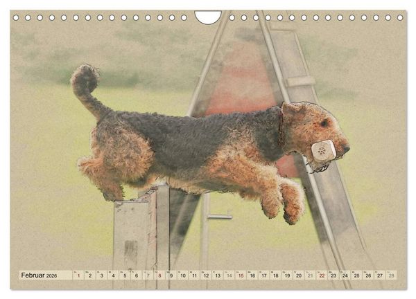 Produktbild: Airedale Terrier 2026 (Wandkalender 2026 DIN A4 quer), CALVENDO Monatskalender