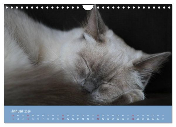 Produktbild: Engel auf 4 Pfoten - Ragdolls 2026 (Wandkalender 2026 DIN A4 quer), CALVENDO Monatskalender