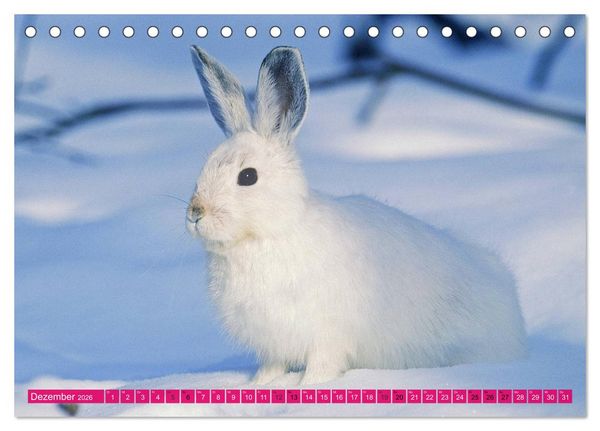 Produktbild: Kaninchen. Putzig, flauschig und geliebt (Tischkalender 2026 DIN A5 quer), CALVENDO Monatskalender
