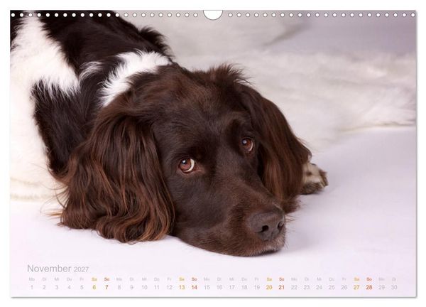 Produktbild: Faszination Jagdhund - Kleiner M&uuml;nsterl&auml;nder (Wandkalender 2027 DIN A3 quer), CALVENDO Monatskalender