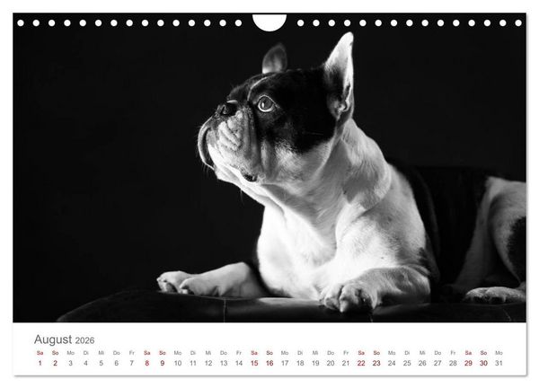 Produktbild: Hundeportraits Fine Art (Wandkalender 2026 DIN A4 quer), CALVENDO Monatskalender