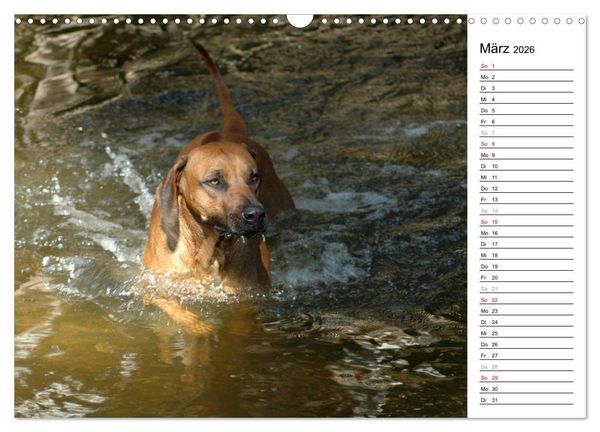 Produktbild: Rhodesian Ridgeback Terminkalender (Wandkalender 2026 DIN A3 quer), CALVENDO Monatskalender