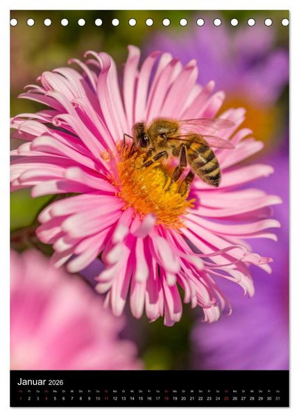 Produktbild: Bienenkalender (Tischkalender 2026 DIN A5 hoch), CALVENDO Monatskalender