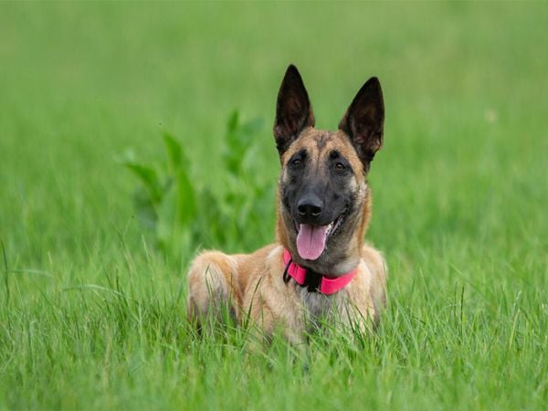 Produktbild: CALVENDO Puzzle Ein Motiv aus dem Kalender Traumhund Malinois | 1000 Teile Lege-Gr&ouml;&szlig;e 64x48cm Foto-Puzzle f&uuml;r gl&uuml;ckliche Stunden