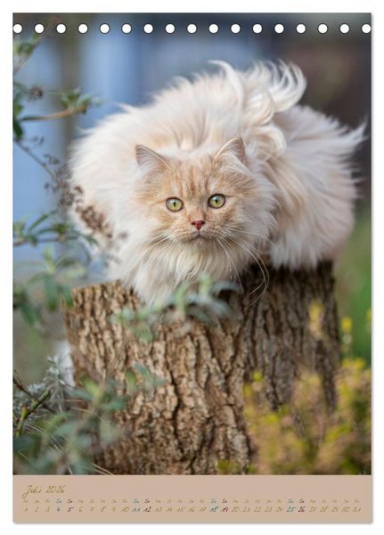 Produktbild: Pl&uuml;schige Katzen im Garten (Tischkalender 2026 DIN A5 hoch), CALVENDO Monatskalender