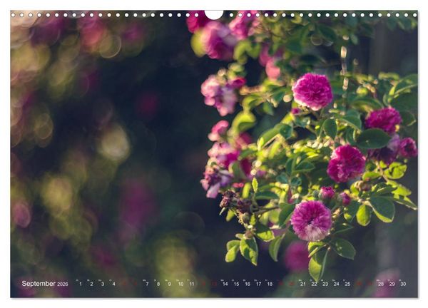 Produktbild: Die Welt der Alten Rosen (Wandkalender 2026 DIN A3 quer), CALVENDO Monatskalender