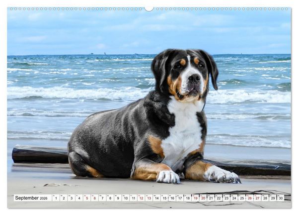 Produktbild: Gro&szlig;e Schweizer - Gigantische Sennenhunde (hochwertiger Premium Wandkalender 2026 DIN A2 quer), Kunstdruck in Hochglanz