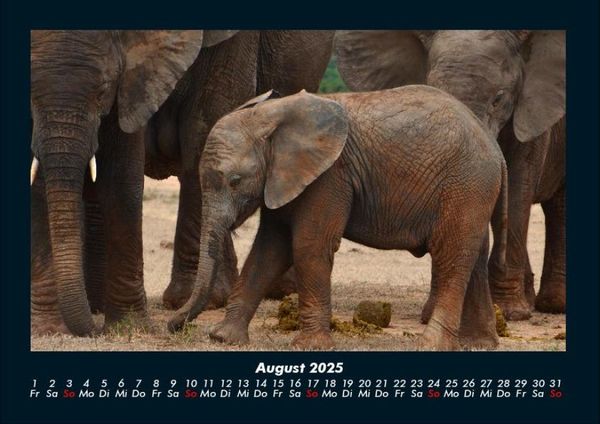 Produktbild: Welt der Tiere 2025 Fotokalender DIN A4