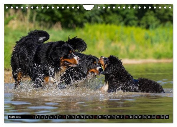 Produktbild: Berner Sennenhunde in Action (Wandkalender 2026 DIN A4 quer), CALVENDO Monatskalender