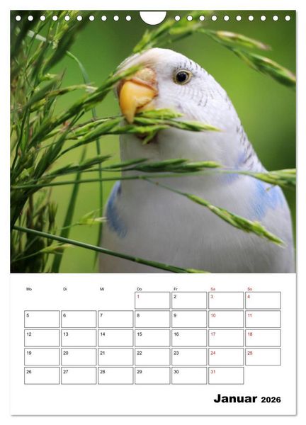 Produktbild: Wellensittichkalender Jubil&auml;umsedition - 10 Jahre Wellensittichkalender! (Wandkalender 2026 DIN A4 hoch), CALVENDO Monatskalender
