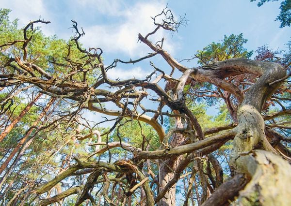 Produktbild: Wunderwelt Totholz