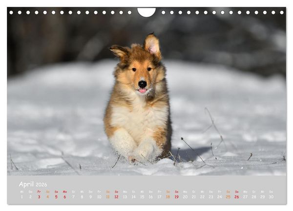 Produktbild: Collie Welpen im Schnee (Wandkalender 2026 DIN A4 quer), CALVENDO Monatskalender