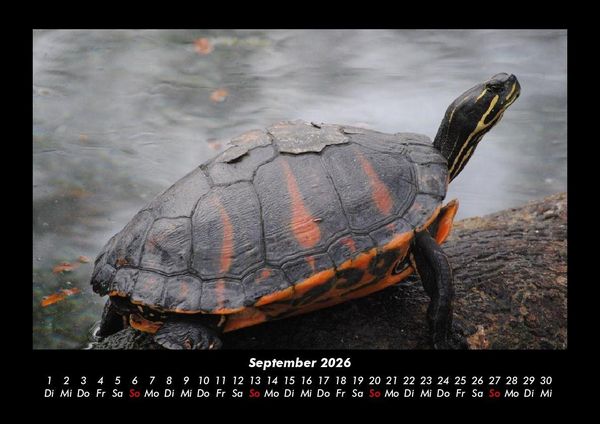 Produktbild: Schildkr&ouml;tenzauber 2026 Fotokalender DIN A3