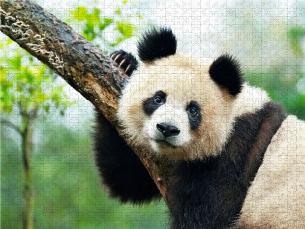 Produktbild: CALVENDO Puzzle Ein Motiv aus dem Kalender Der Gro&szlig;e Panda Ein kuscheliger Geselle | 1000 Teile Lege-Gr&ouml;&szlig;e 64x48cm Foto-Puzzle f&uuml;r gl&uuml;ckliche Stunden