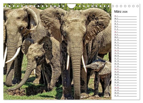 Produktbild: Elefanten . Wildlife in Kenia (Wandkalender 2026 DIN A4 quer), CALVENDO Monatskalender