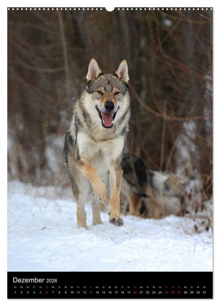 Produktbild: Faszination Wolfhund (hochwertiger Premium Wandkalender 2026 DIN A2 hoch), Kunstdruck in Hochglanz