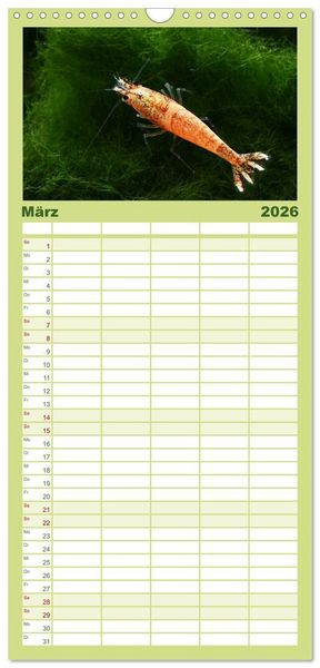 Produktbild: Familienplaner 2026 - Dwarf Shrimps - kleine Garnelen mit 5 Spalten (Wandkalender, 21 x 45 cm) CALVENDO