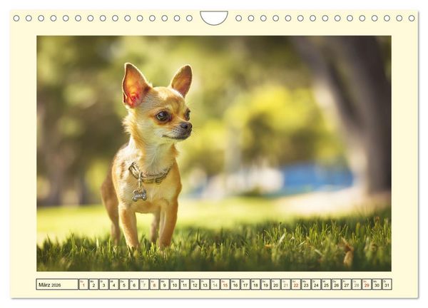 Produktbild: Reizende Chihuahuas. Winzige Hunde mit riesigem Ego und Grips (Wandkalender 2026 DIN A4 quer), CALVENDO Monatskalender