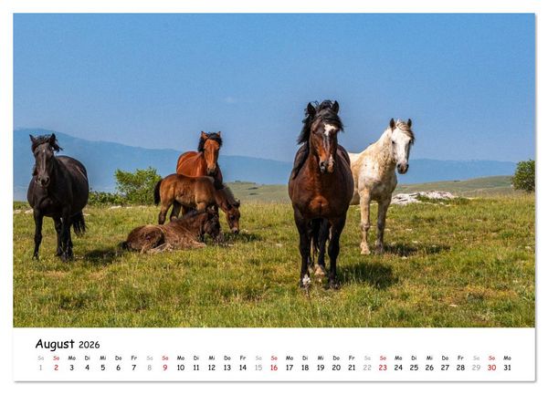 Produktbild: Wildpferde am Kruzi Plateau (Wandkalender 2026 DIN A3 quer), CALVENDO Monatskalender