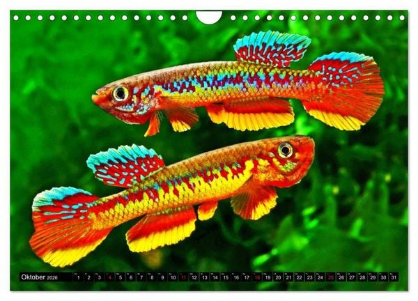 Produktbild: Bunte Fische der Welt - Killifische (Wandkalender 2026 DIN A4 quer), CALVENDO Monatskalender