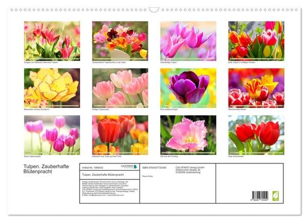 Produktbild: Tulpen. Zauberhafte Bl&uuml;tenpracht (Wandkalender 2026 DIN A2 quer), CALVENDO Monatskalender