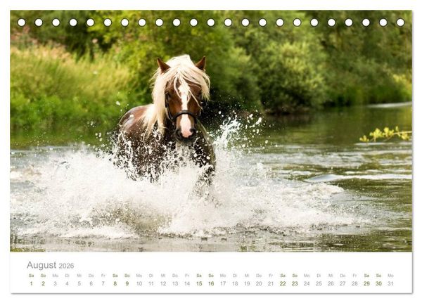 Produktbild: Faszination Schwarzw&auml;lder Kaltblut (Tischkalender 2026 DIN A5 quer), CALVENDO Monatskalender