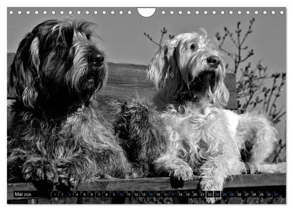 Produktbild: Carissimo Spinone Italiano (Wandkalender 2026 DIN A4 quer), CALVENDO Monatskalender