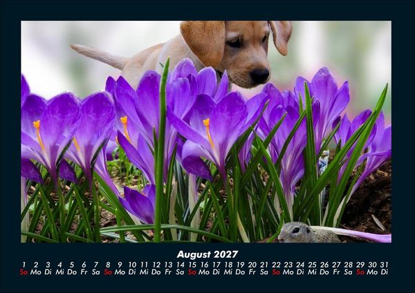 Produktbild: Blumenkalender 2027 Fotokalender DIN A4