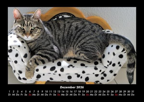 Produktbild: F&uuml;r Katzenfreunde 2026 Fotokalender DIN A3