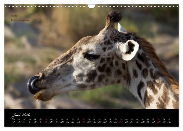 Produktbild: Faszination Afrika - wilde Tiere der Masai Mara - Kenia (Wandkalender 2026 DIN A3 quer), CALVENDO Monatskalender