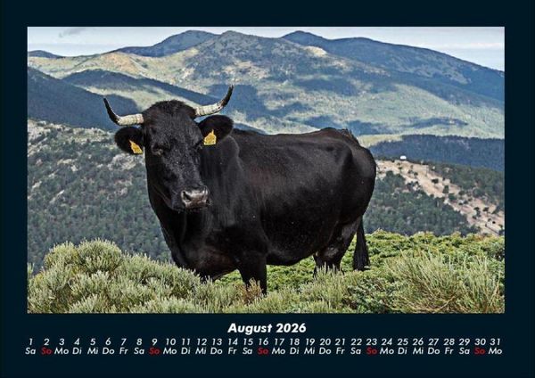 Produktbild: Kuhkalender 2026 Fotokalender DIN A4